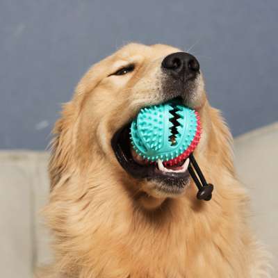 Dog food dispenser ball squeaky sound toy dog chewing ball